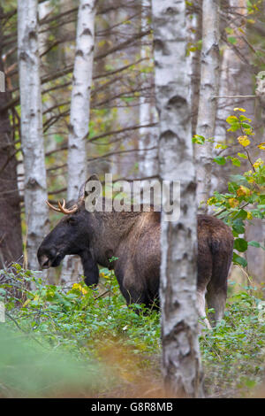 Young moose bull (Alces alces) in birch forest in autumn, Scandinavia Stock Photo