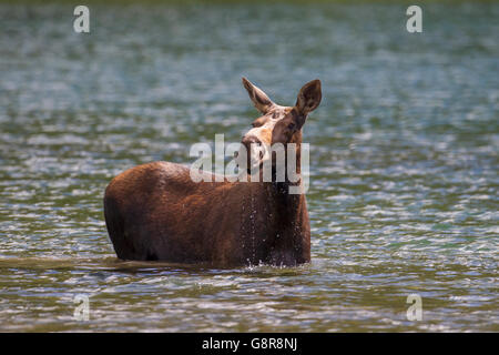 Moose female, Alces alces, feeding on aquatic vegetation Stock Photo ...