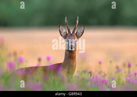 European roe deer (Capreolus capreolus) buck among wildflowers in farmland in summer Stock Photo