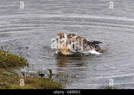 Black-headed Gull Larus ridibundus bathing in shallow water Stock Photo