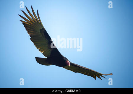Turkey vulture (Cathartes aura) flying, Costa Rica Stock Photo