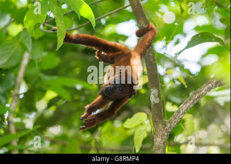 Red Howler Monkey (Alouatta seniculus) in Tambopata National Reserve, Peru Stock Photo