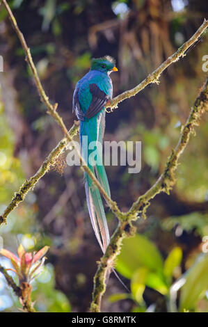Resplendent Quetzal (Pharomachrus mocinno), Las Tablas Protected Zone, Costa Rica Stock Photo