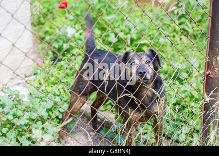 Dog behind fence Stock Photo