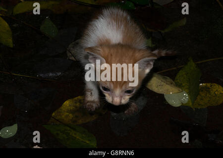 cute little  kitty cat photo Stock Photo