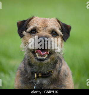 border terrier Stock Photo