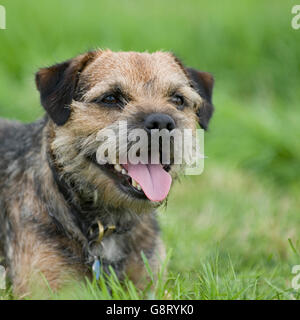 border terrier Stock Photo