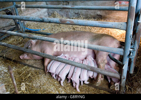 intensive pig breeding, piglets and mother Stock Photo