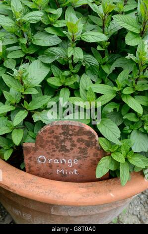 Orange mint or bergamot mint Mentha x piperita citrata growing in a terracotta pot
