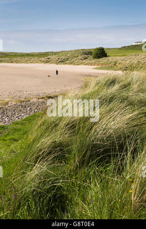 Ireland, Co Sligo, Strandhill, Culleenamore Strand, man walking dog on beach at low tide Stock Photo