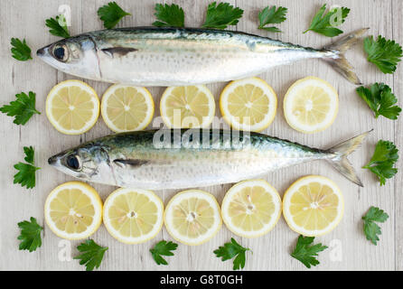 Atlantic mackerel Stock Photo