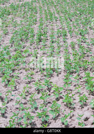 soybean Field Rows in spring Stock Photo