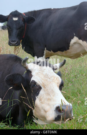 Black and white Holstein cows grazing Stock Photo