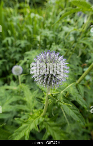 Globe Thistle Stock Photo