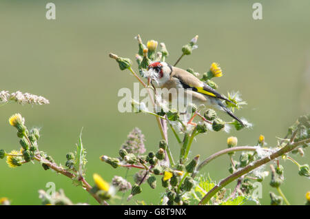 Goldfinch [Carduelis carduelis] feeding on thistle seeds. Norfolk, UK. June Stock Photo