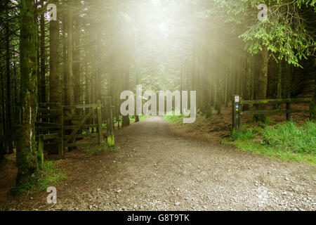 Wooded footpath on Beacon fell in the Forest of Bowland, A.O.N.B Stock Photo