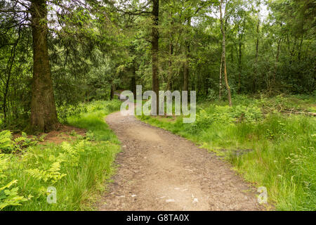 Wooded footpath on Beacon fell in the Forest of Bowland, A.O.N.B Stock Photo