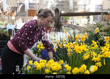 An exhibitor arranges flowers ahead of the RHS London Spring Plant Extravaganza which features the RHS Orchid Show at the RHS Horticultural Halls in London. Stock Photo