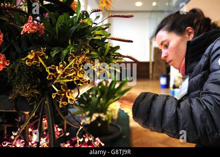 An exhibitor arranges flowers ahead of the RHS London Spring Plant Extravaganza which features the RHS Orchid Show at the RHS Horticultural Halls in London. Stock Photo