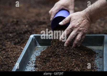 An exhibitor arranges his stall ahead of the RHS London Spring Plant Extravaganza which features the RHS Orchid Show at the RHS Horticultural Halls in London. Stock Photo