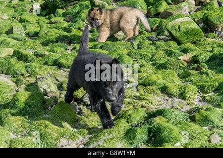 Puppies On Moss Covered Rocks Stock Photo