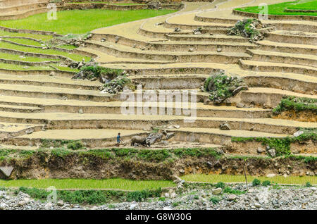 Unrecognizable farmer with buffalo working in traditional rice paddies in North Vietnam. Stock Photo