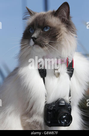 Ragdoll the cat. Ragdoll the cat wears a Canon USB Canon 1DX MK1 camera while enjoying the spring weather in Whitley Bay. Stock Photo