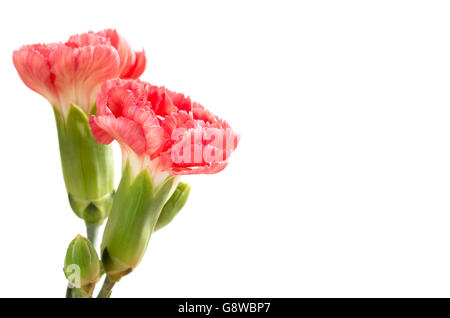 Pink carnations on a white background Stock Photo