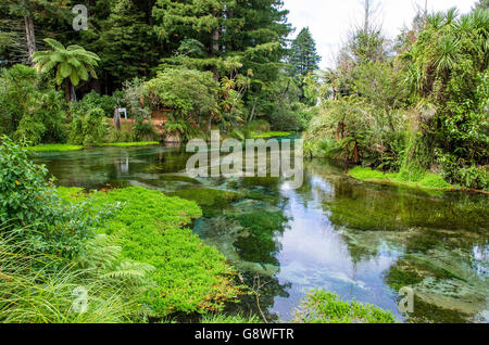 Hamurana Springs is the deepest natural fresh water spring on the North ...