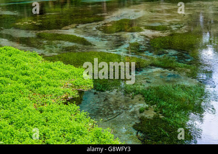 Hamurana Springs is the deepest natural fresh water spring on the North ...