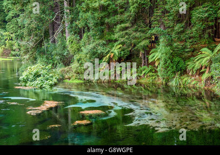 Hamurana Springs is the deepest natural fresh water spring on the North ...