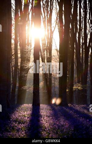 Bluebells are lit by the rising sun in Micheldever Wood in Hampshire. Stock Photo