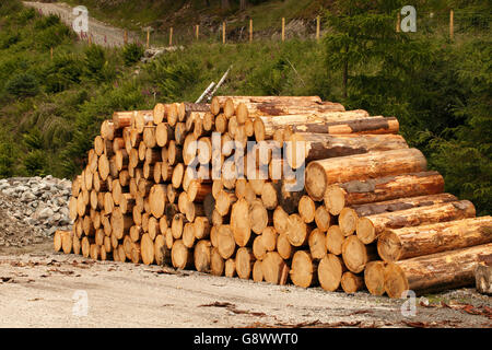 commercially cut freshly cut softwood logs from the forest, stacked waiting collection Stock Photo