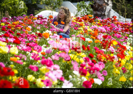 Catherine Cutler, Mediterranean Biome Supervisor at the Eden Project in Cornwall, tends to Persian Buttercups in full bloom. Spring is helped along by the garden's huge biomes creating a Mediterranean-style climate, giving spring flowers even more impact and vibrancy, especially the Buttercups, which are usually found in the eastern Mediterranean and south west Asia. Stock Photo