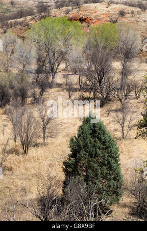 A juniper tree sharing a small canyon in the Canelo Hills with sycamore and mesquite trees. Coronado National Forest, Arizona Stock Photo