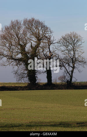 Oak Trees (Quercus robur). Covered by Ivy (Hedera helix). Arable field and on skyline. Stock Photo