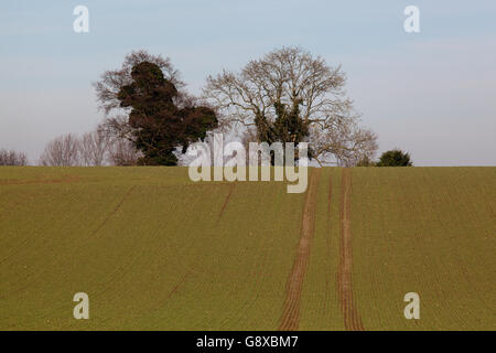 Oak Trees (Quercus robur). Covered by Ivy (Hedera helix). Arable field foreground, access tramline for crop management vehicles. Stock Photo