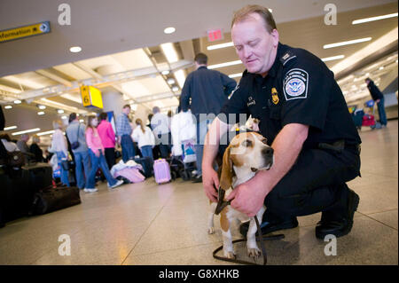 11 April 2006 - New York City, US - 3 yo Beagle Alexandra (Alex) & handler Jim Amstrong of CBP agency at JFK airport. Stock Photo