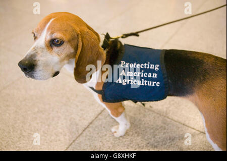 11 April 2006 - New York City, US - 3 yo Beagle Alexandra, aka Alex, from the Custom and Border Protection agency at JFK airport Stock Photo