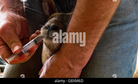 Lamb recieving medicine from farmer Stock Photo