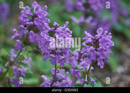 Big betony Stachys grandiflora superba purple blooming Stock Photo