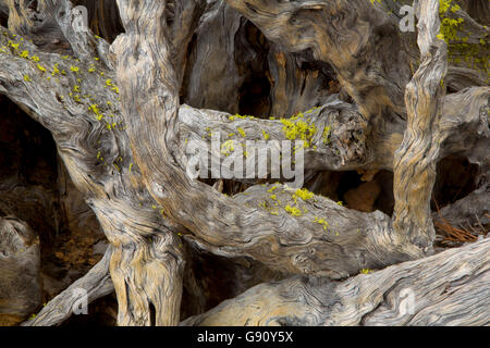 Log along Lava Cast Forest Trail, Newberry National Volcanic Monument, Oregon Stock Photo