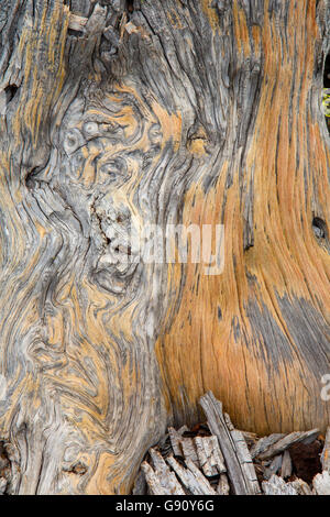 Log along Lava Cast Forest Trail, Newberry National Volcanic Monument, Oregon Stock Photo