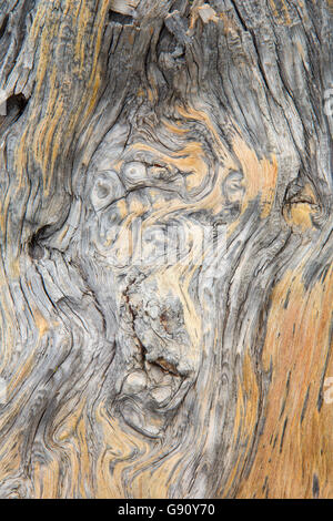 Log along Lava Cast Forest Trail, Newberry National Volcanic Monument, Oregon Stock Photo