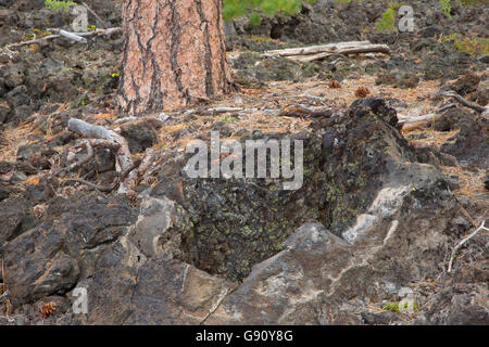 Lava cast along Lava Cast Forest Trail, Newberry National Volcanic Monument, Oregon Stock Photo