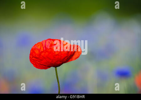 Poppy flower closeup with blurred blue and green background Stock Photo