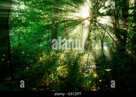 Joniskis, near Siauliai, LT 19th June, 2016. Sun streaming through trees in forest Siauliai district, North Lithuania. Stock Photo