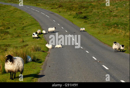 Sheep galore, lying down playing running lambs ewes road signs all on Dartmoor in Devon. Scottish Black faced mule breeds hardy Stock Photo