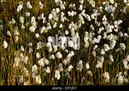 Cotton grass on boggy land in full flower summer time on Dartmoor in  sunny Devon Stock Photo