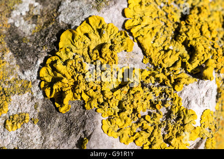 Lichen Caloplaca thallincola Stock Photo